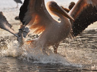 ����·��ꡱ