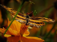 һ�黨���ݡ���������ͼƬ