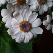 ���⣺��������<br/>
�ͺţ����� I9008<br/>���ߣ�����