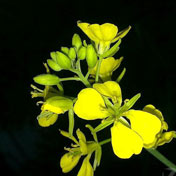 ���⣺�Ͳ˻�<br/>
�ͺţ�ŵ���� 5800XM<br/>���ߣ��������