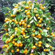 ���⣺����<br/>
�ͺţ�����V880 <br/>���ߣ�cj800308