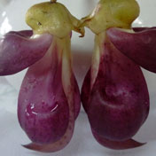 ���⣺��ȸ��<br/>
�ͺţ�����M8910 <br/>���ߣ�������