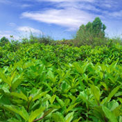 ���⣺����ŨŨ<br/>
�ͺţ�M8910 <br/>���ߣ���ũ������Ӱ