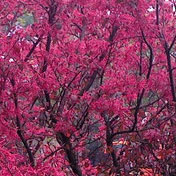 ���⣺��֮��Ҷ��<br/>
�ͺţ�����V880 <br/>���ߣ�cj800308