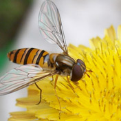 ���⣺����<br/>
�ͺţ�ALTEK A806<br/>���ߣ�weilianxu