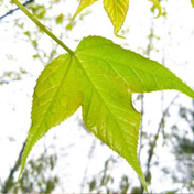 ���⣺Ҷ��<br/>
�ͺţ�����S5560<br/>���ߣ�s5560comeback