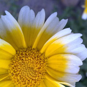 ���⣺������<br/>
�ͺţ�ŵ���� N97<br/>���ߣ��s���������