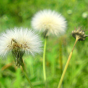 ���⣺�ѹ�Ӣ<br/>
�ͺţ����ᰮ���� C905c<br/>���ߣ�ϣ��������c905