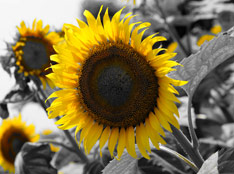 �ֲ�ɫ�ʣ��ƣ��������
