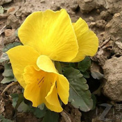 ���⣺���� <br/>
�ͺţ�����ST15i<br/>���ߣ�shel331 