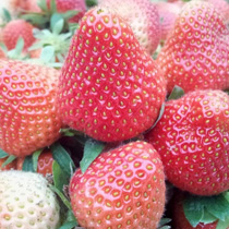 ���⣺���ʲ�ݮ<br/>
�ͺţ�����I997<br/>