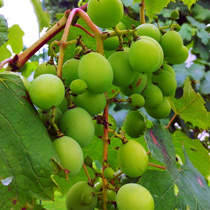 ���⣺��֪�����������<br/>
�ͺţ�����i9220<br/>