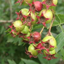 ���⣺Ұ��<br/>
�ͺţ�����lt26i<br/>