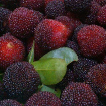 ���⣺��÷<br/>
�ͺţ�OPPO X907<br/>